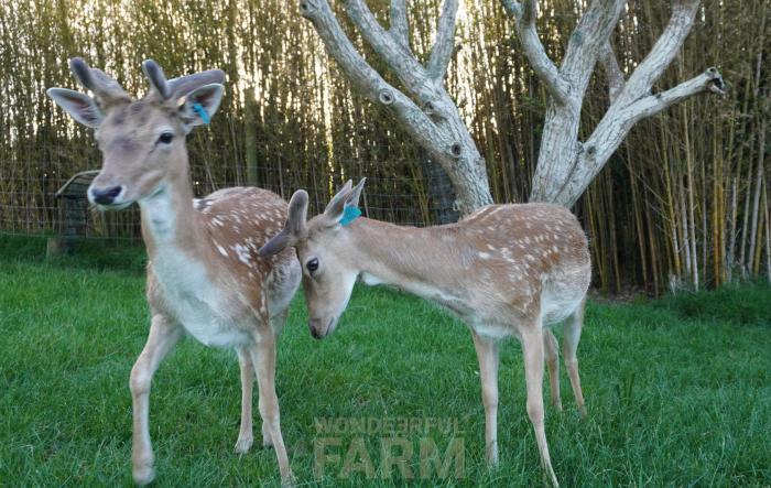 one buck pushes the other