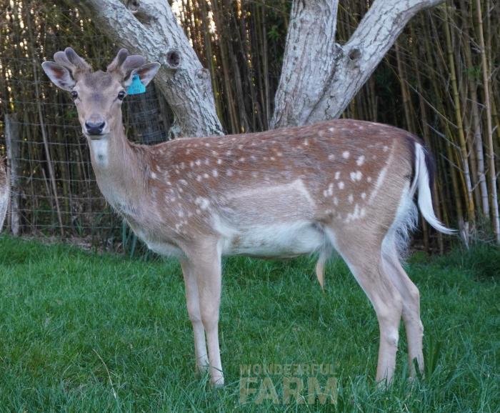 rising 3 year old buck
