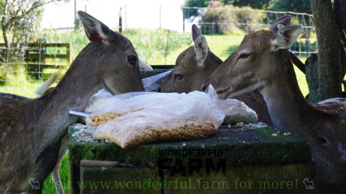 does eating off of a table