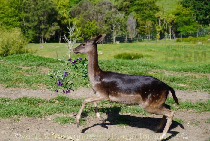 deer got pea tendril stuck in teeth