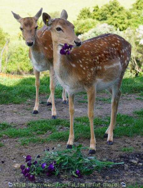doe chewing a sweet pea flower