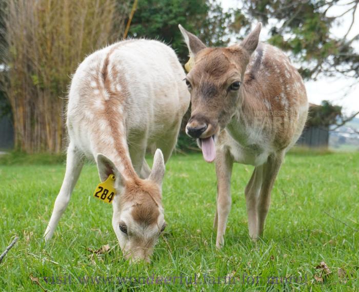 funny deer tired of eating