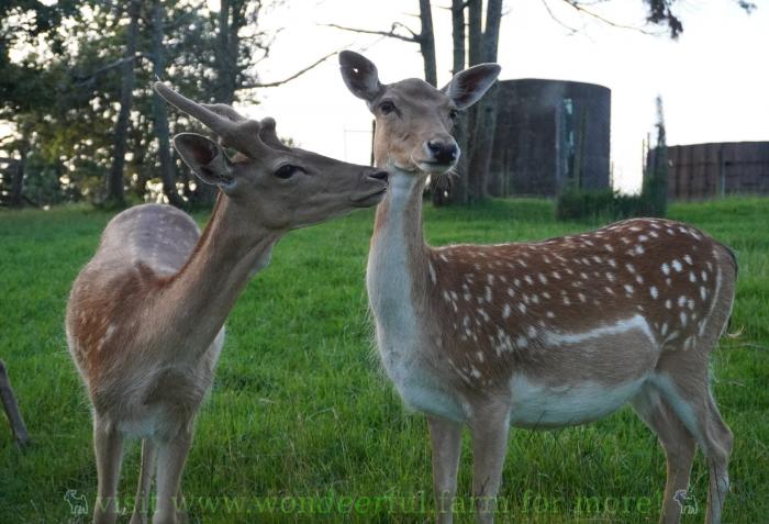 Buck asking doe on a date