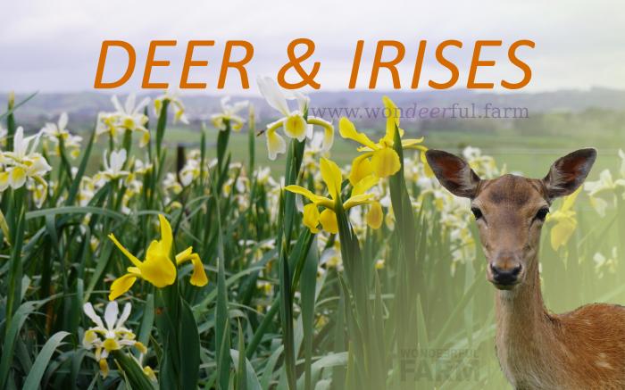 deer standing by irises