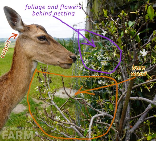 star jasmine plant damaged by deer