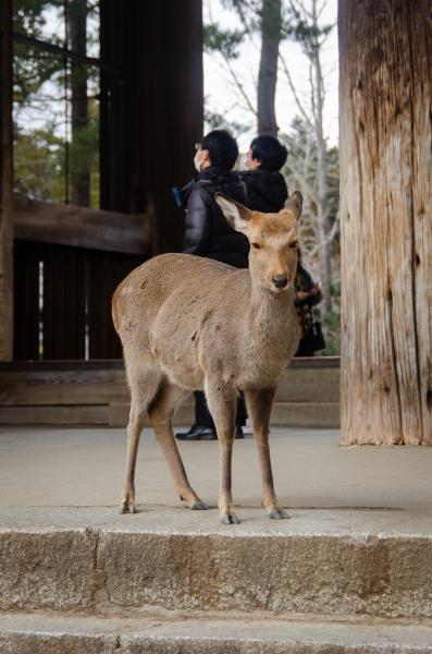 sika deer in nara park