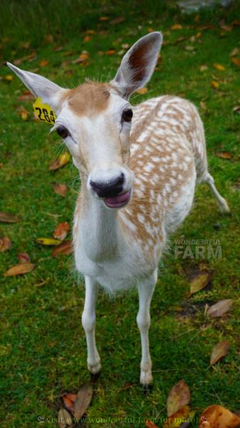 white deer