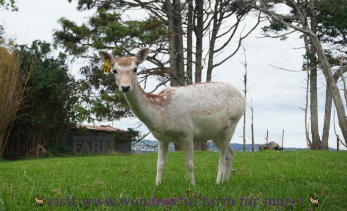 leucistic doe changing coat before winter