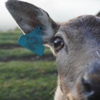 deer Bluetooth at wondeerful farm
