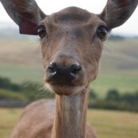 deer Mad Red at wondeerful farm