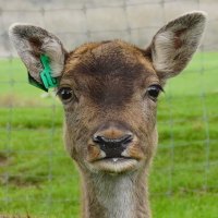 deer Babushka at wondeerful farm