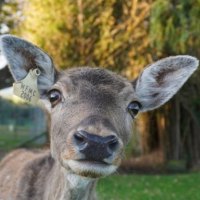 deer Double Trouble at wondeerful farm