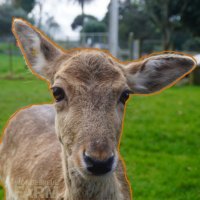 deer Top10 at wondeerful farm