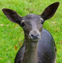 deer Charcoal (Charky) at wondeerful farm
