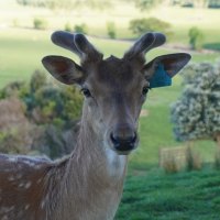 BlueBuck #2006 blue