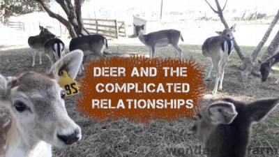 Do deer bite? Dominance between hinds (does)