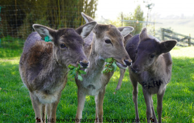 Deer Chronicles: Secrets of Hierarchy, Friendship, and Feuds