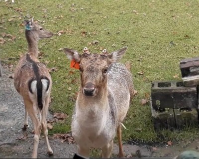 Deer nodding. Whats up with that? Why deer bow to you.