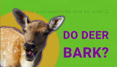 Do Deer Bark? Listen!