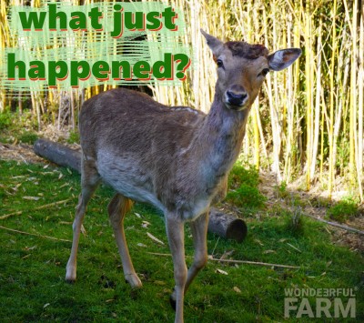 Dominant buck in trouble. Gets into lockdown.