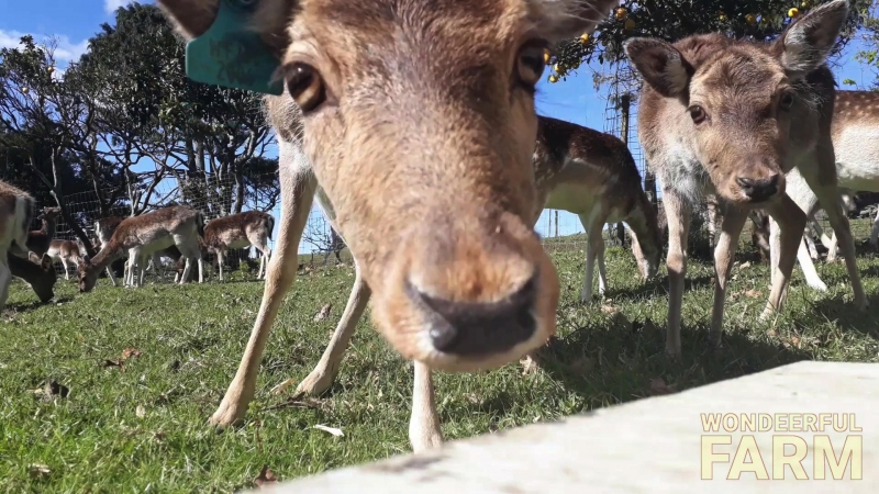 curious but careful deer