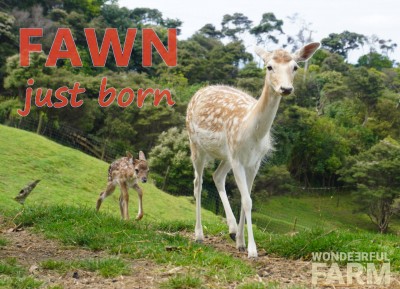 Fawn. Just Born.