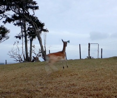 Scared as a deer: Hind scared of bread