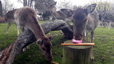 Table for one? Deer eating up close from a log