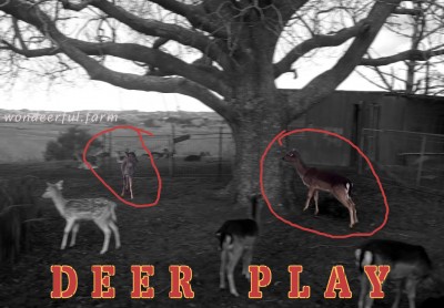 Do deer play? Come see!