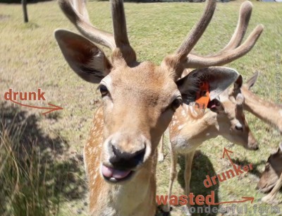 Funny deer pictures #1