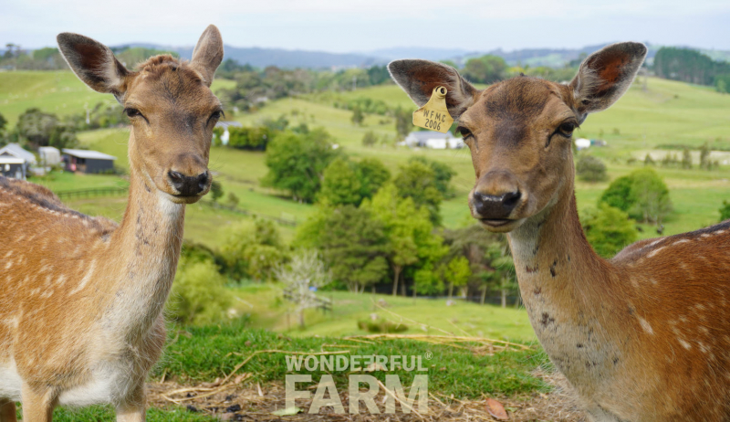 are deer omnivores? can they eat meat?