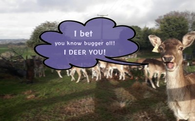 Deer Quiz #1