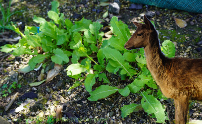 Do Deer Eat Arugula