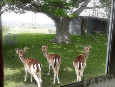 How deer damage trees