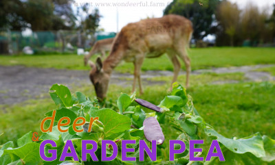 Do Deer Eat Peas? (We've tested!)