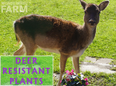 Cyclamen: Putting deer-resistant plants to the test.