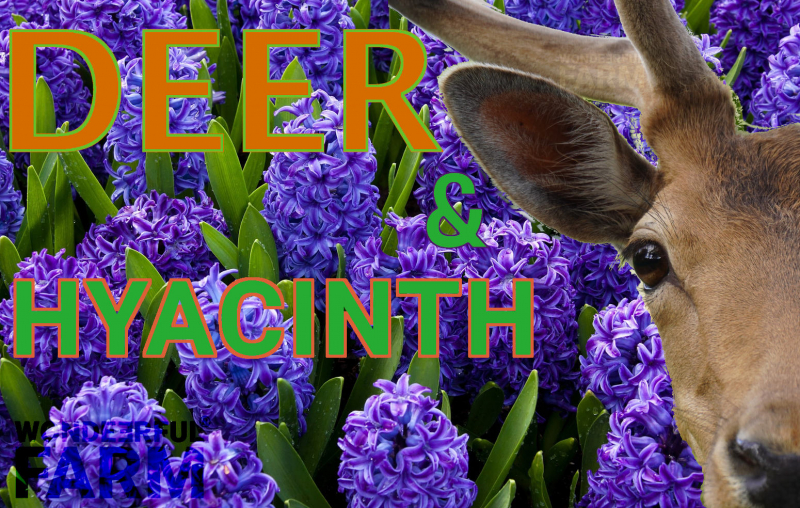 goregeous hyacinths and a buck