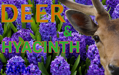 Do Deer Eat Hyacinth?