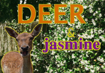 Do Deer Dig Jasmine? (Surprise!)