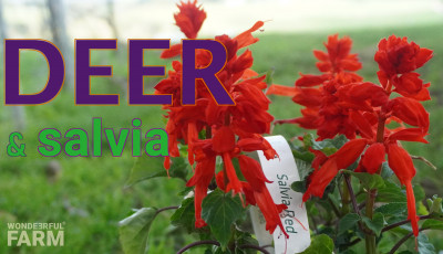 Do Deer Eat Salvia Splendens? Test!