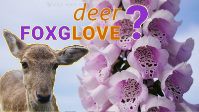 Is Foxglove Deer Resistant?