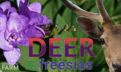 Are Freesias Deer Resistant?