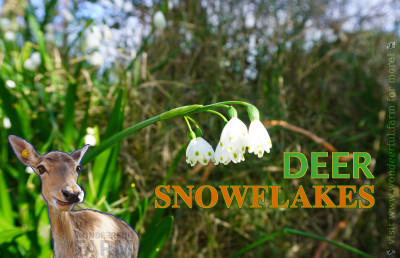 Leucojum (Snowflakes) Deer Resistant Bulbs