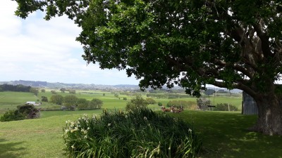 Relaxing deer videos