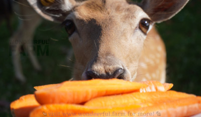 so deer eat carrots