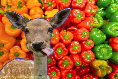 Do Deer Eat Bell Peppers?