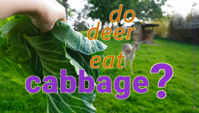 Do Deer Eat Cabbage?