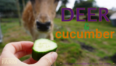 Do Deer Eat Cucumbers? ðŸ¥’