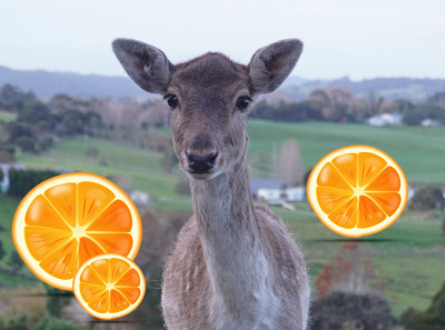 Oranges and tangerines: Do deer eat them?