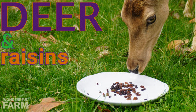 Deer Go Crazy Over Raisins! ... And Grapes?